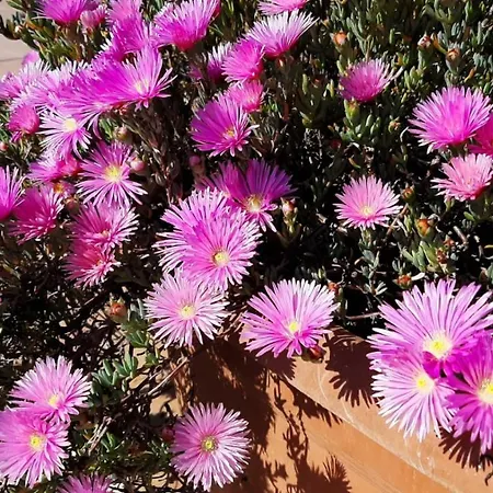 Alloggio per agriturismo Corte Degli Angeli Marina di Grosseto