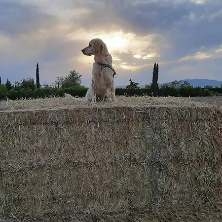 Corte Degli Angeli Alloggio per agriturismo Marina di Grosseto