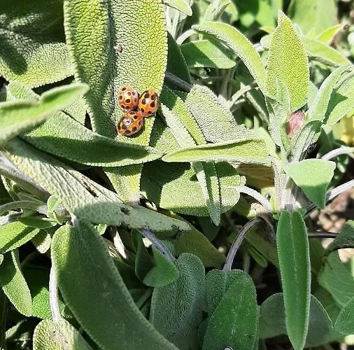 Corte Degli Angeli Séjour à la ferme Marina di Grosseto