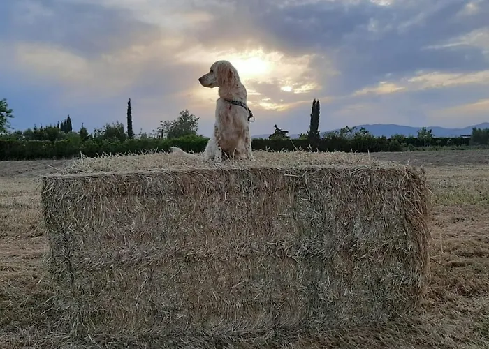 Corte Degli Angeli Séjour à la ferme Marina di Grosseto